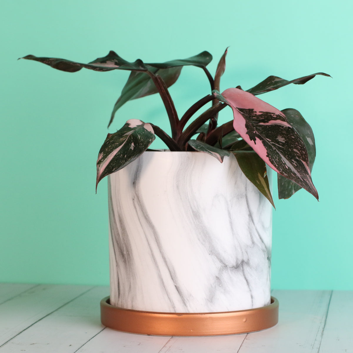 Philodendron &#39;Pink Princess&#39;