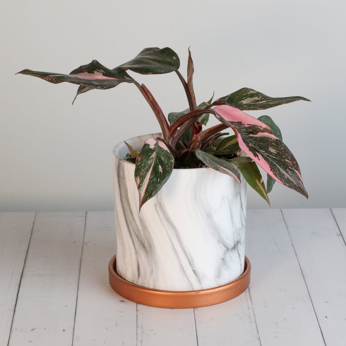 Philodendron &#39;Pink Princess&#39;