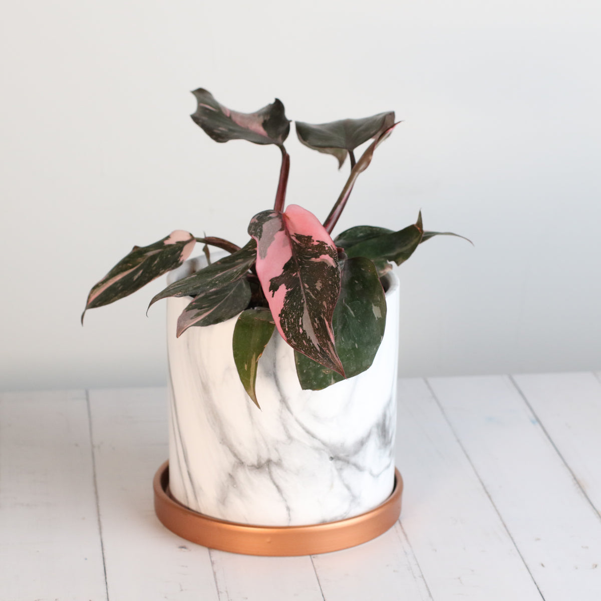 Philodendron &#39;Pink Princess&#39;