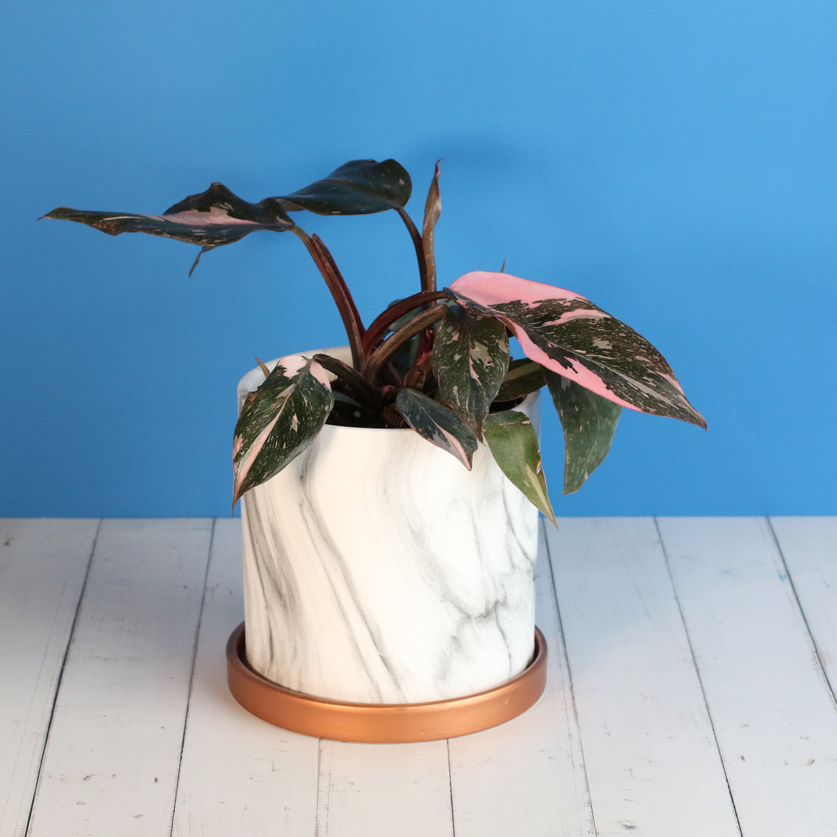 Philodendron &#39;Pink Princess&#39;