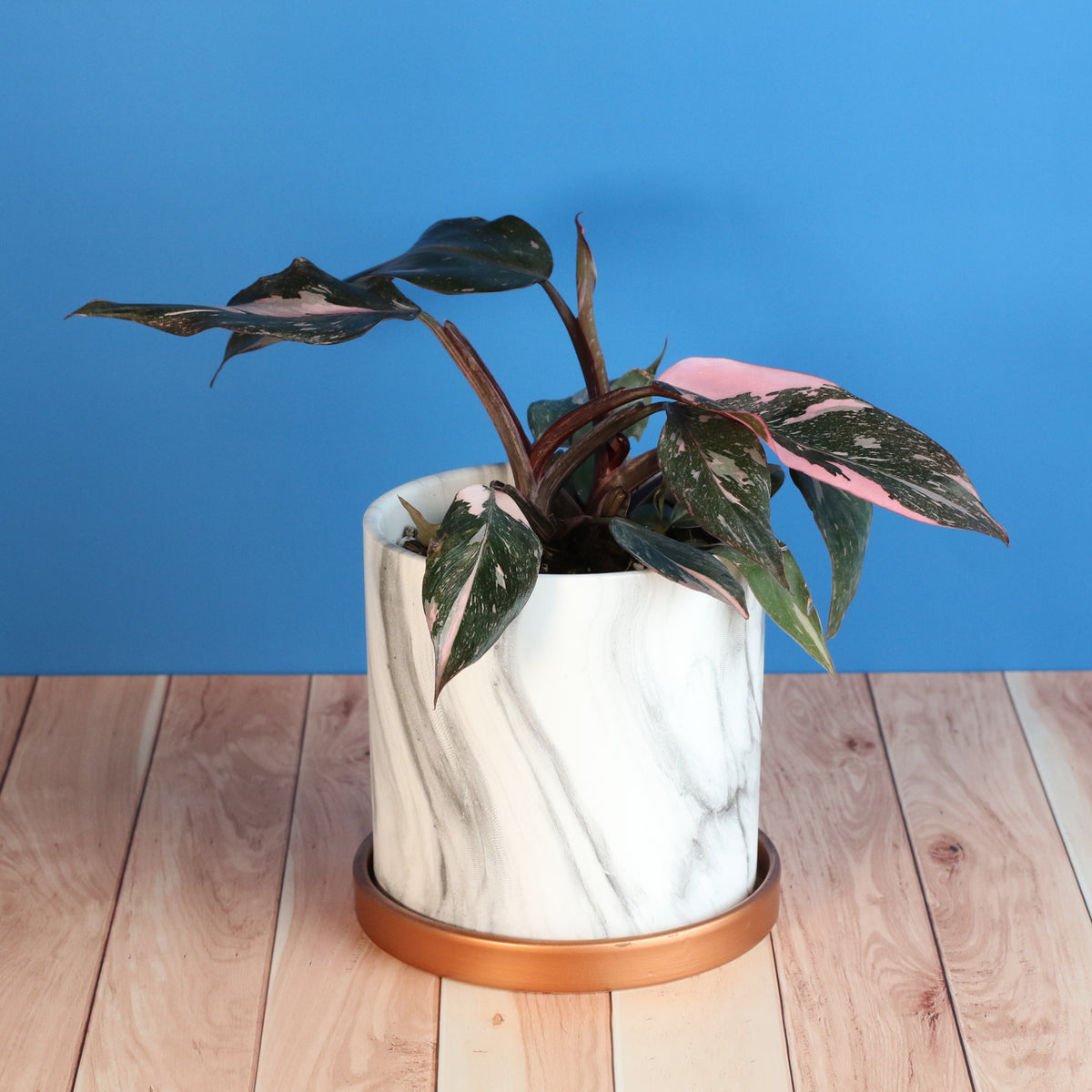Philodendron &#39;Pink Princess&#39;