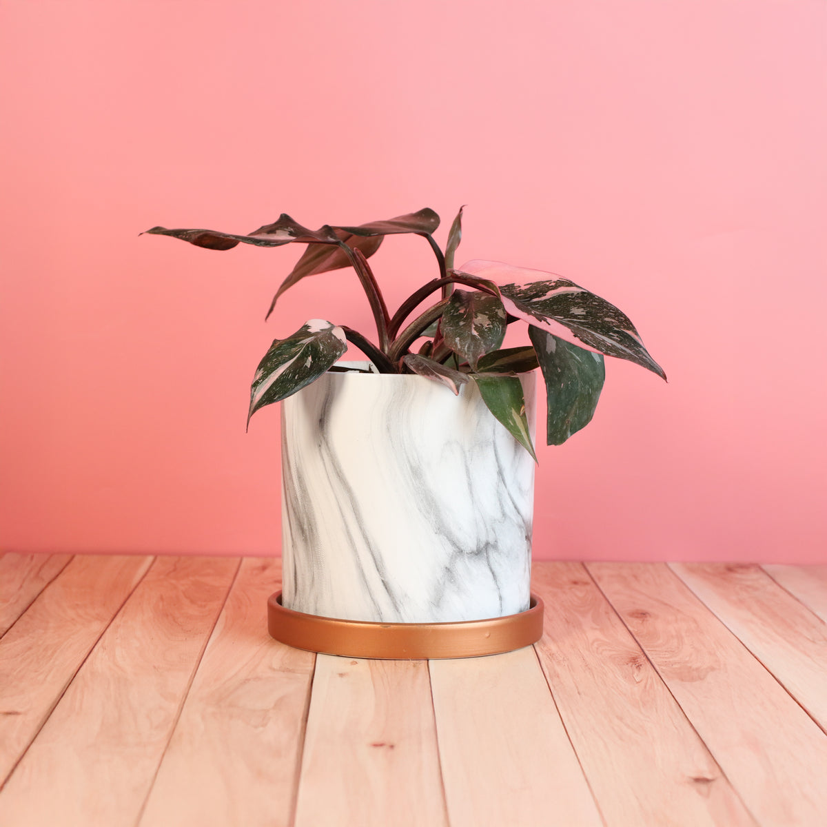 Philodendron &#39;Pink Princess&#39;