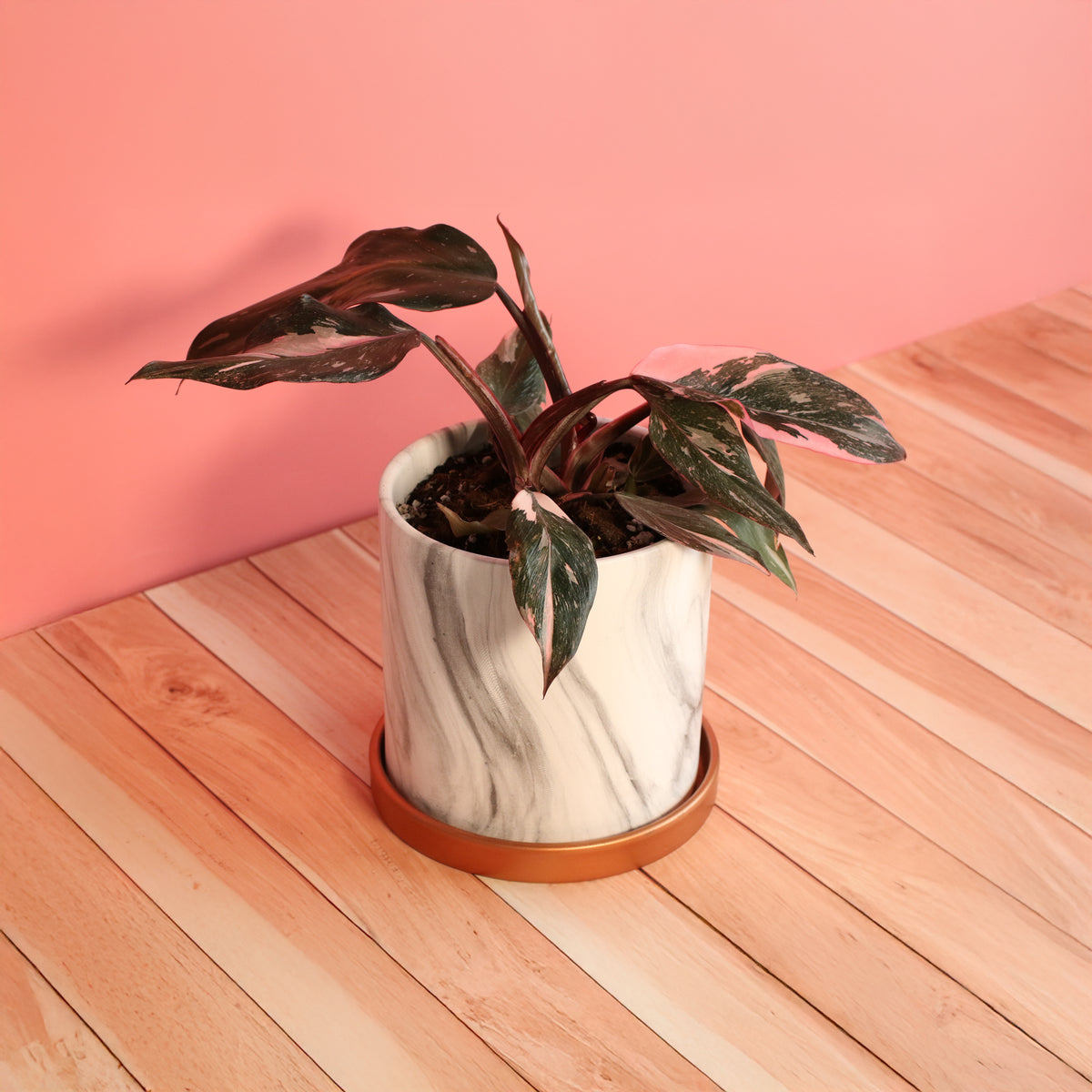 Philodendron &#39;Pink Princess&#39;