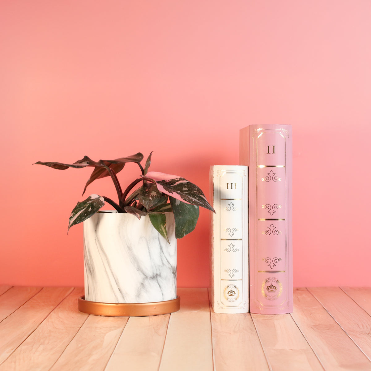Philodendron &#39;Pink Princess&#39;