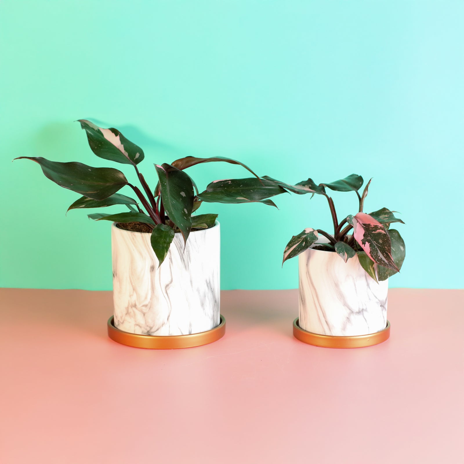 Philodendron 'Pink Princess'