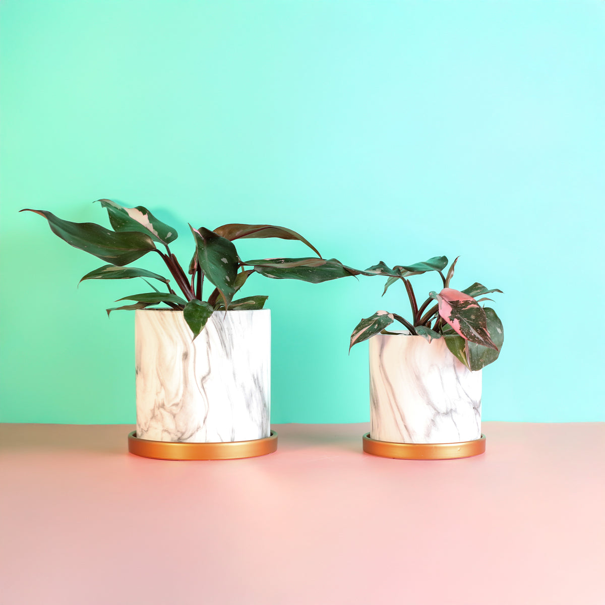 Philodendron &#39;Pink Princess&#39;