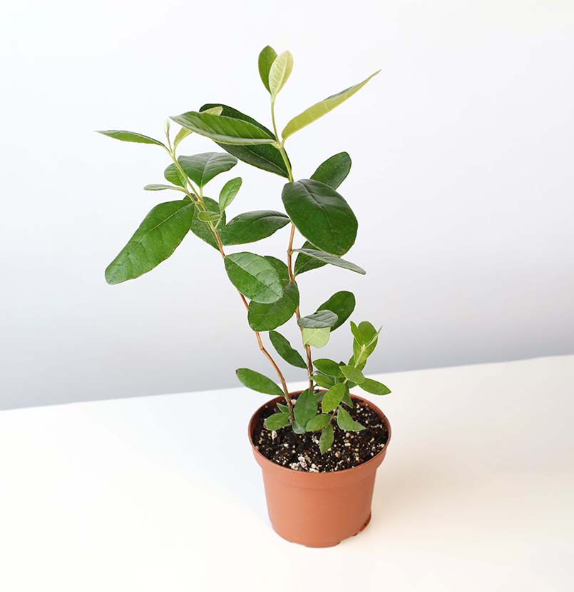 Pineapple Guava Plant