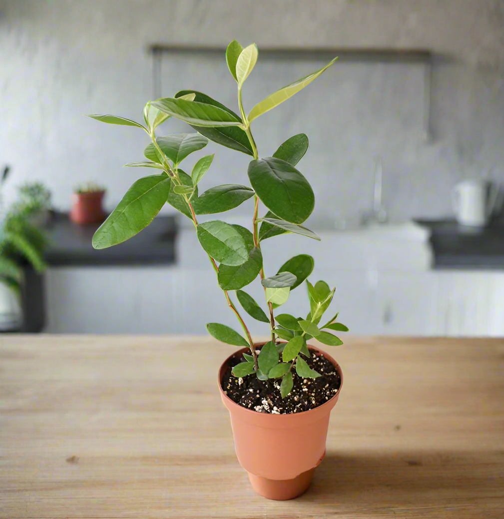 Pineapple Guava Plant