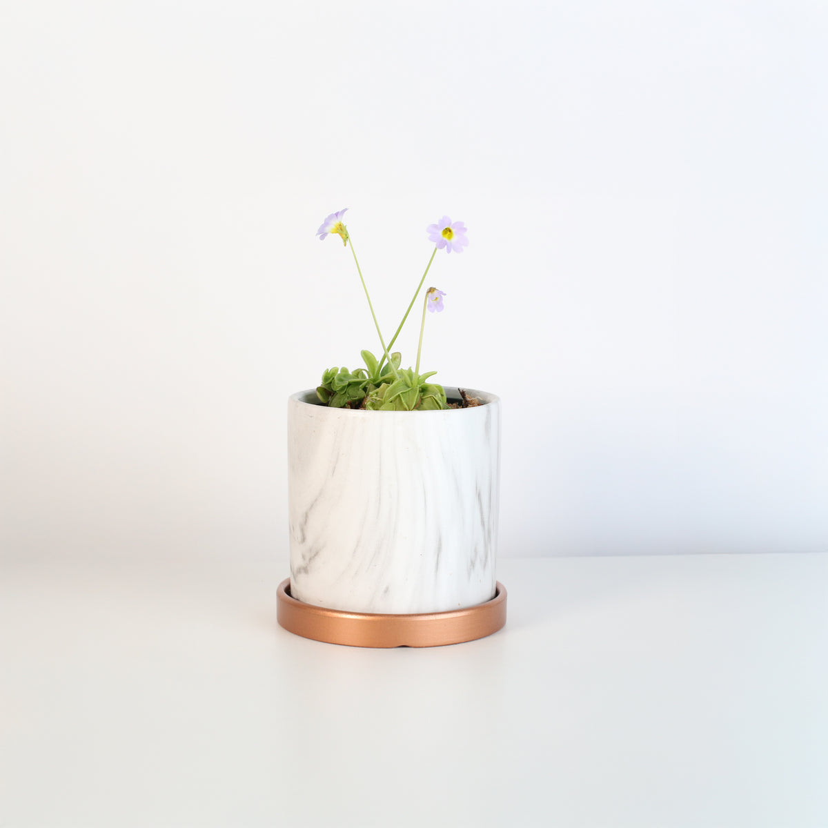 Pinguicula Butterwort in Daphne Ceramic 4.5" Planter. 