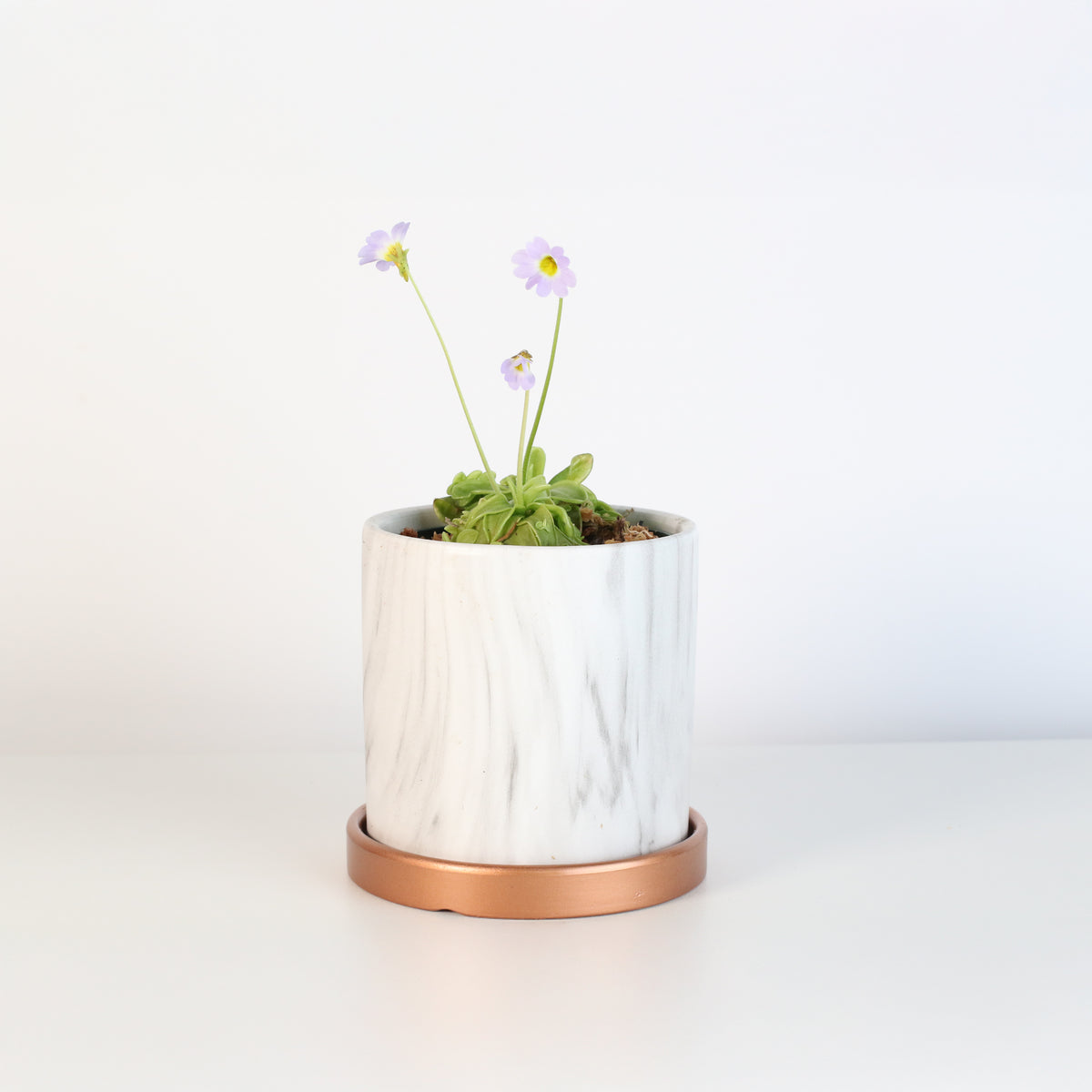 Pinguicula Butterwort in Daphne Ceramic 4.5" Planter. 