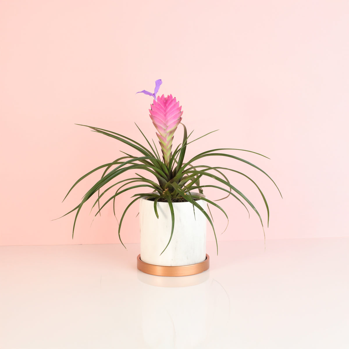 Daphne Planter with a Pink Quill. 