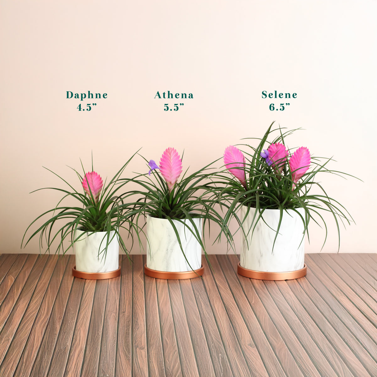 Pink Quill various planter options 