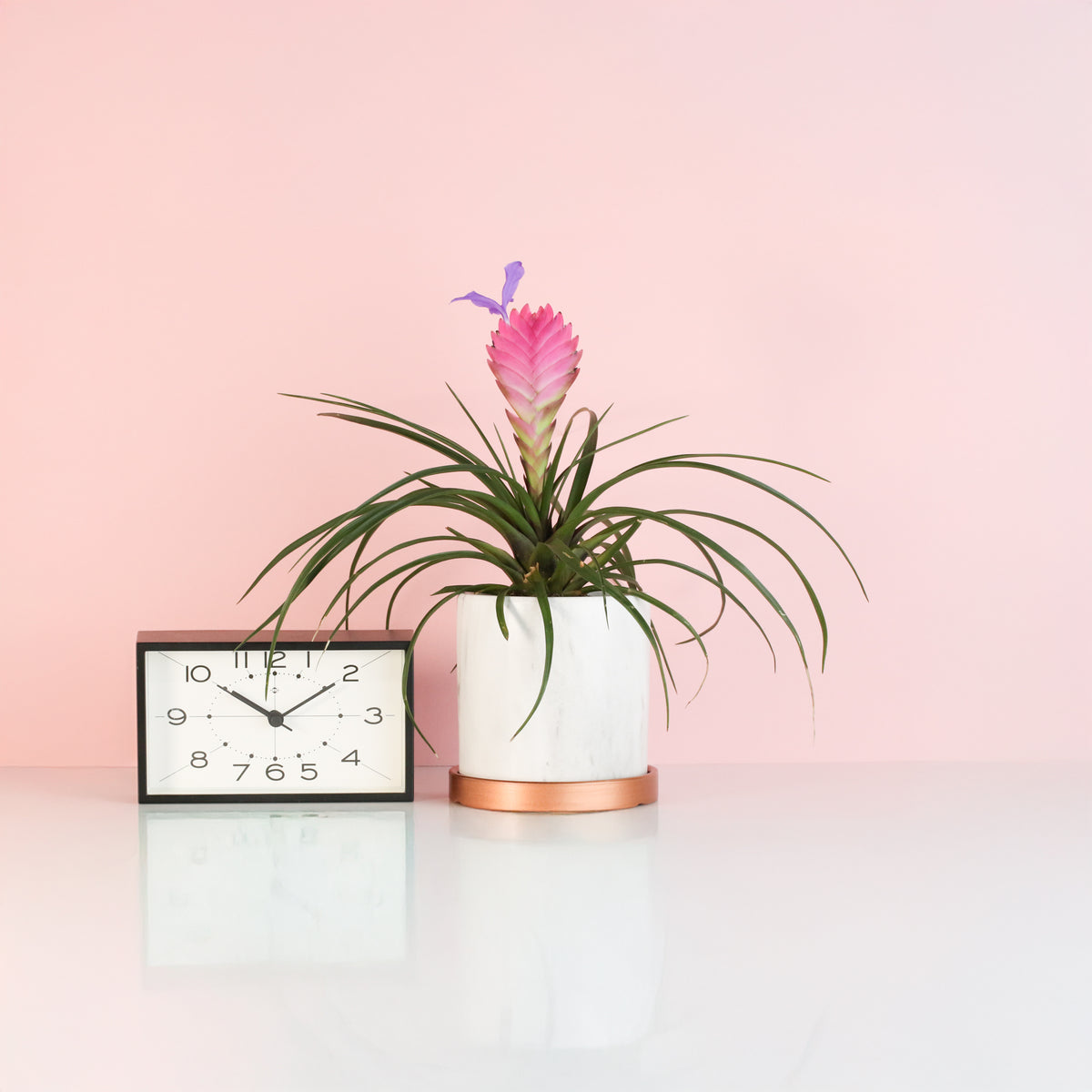Pink Quill next to clock. 
