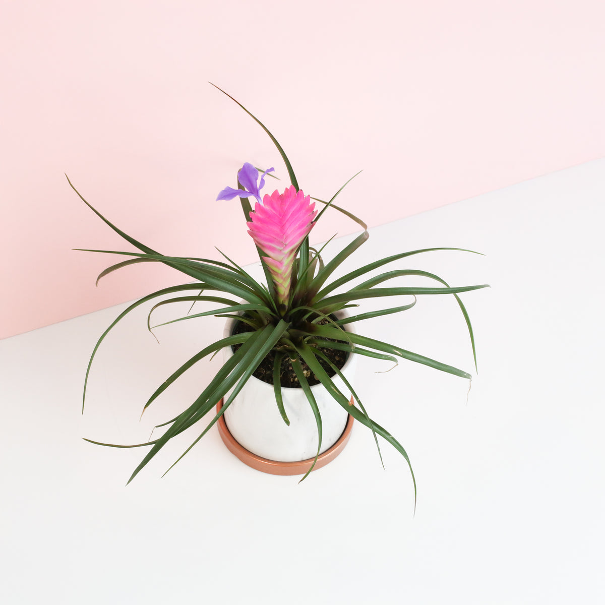 Pink Quill top view inside Daphne ceramic planter. 