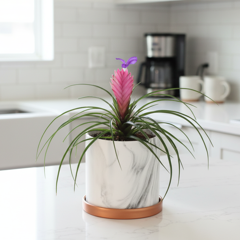 Pink Quill on kitchen counter top