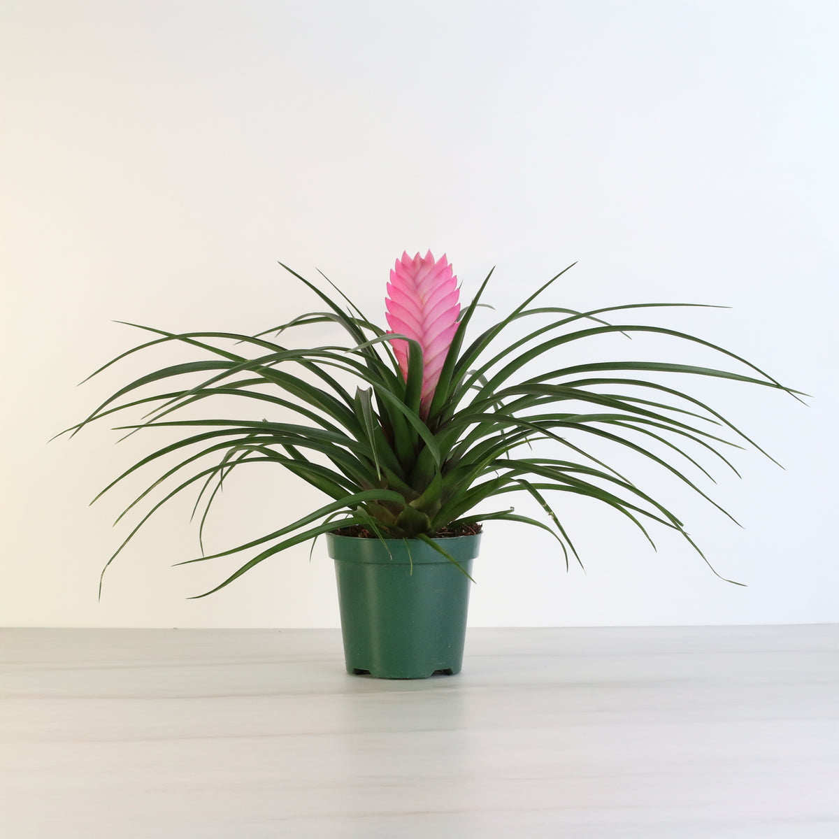 Pink Quill 4" Nursery Planter