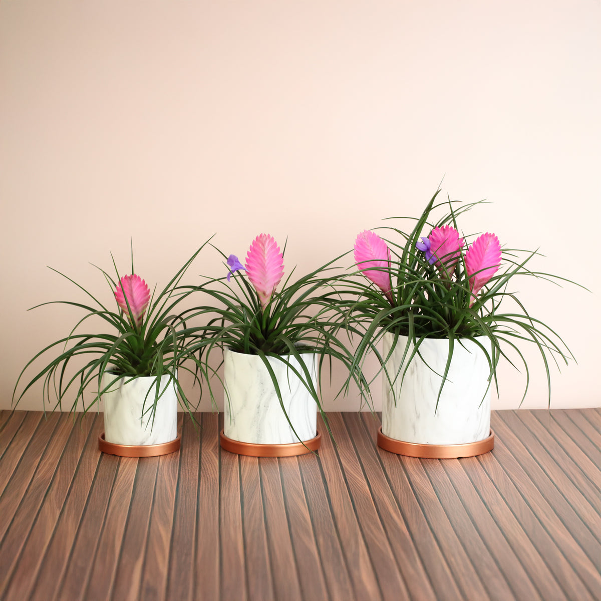Pink Quill in various ceramic planters from Verdant Lyfe