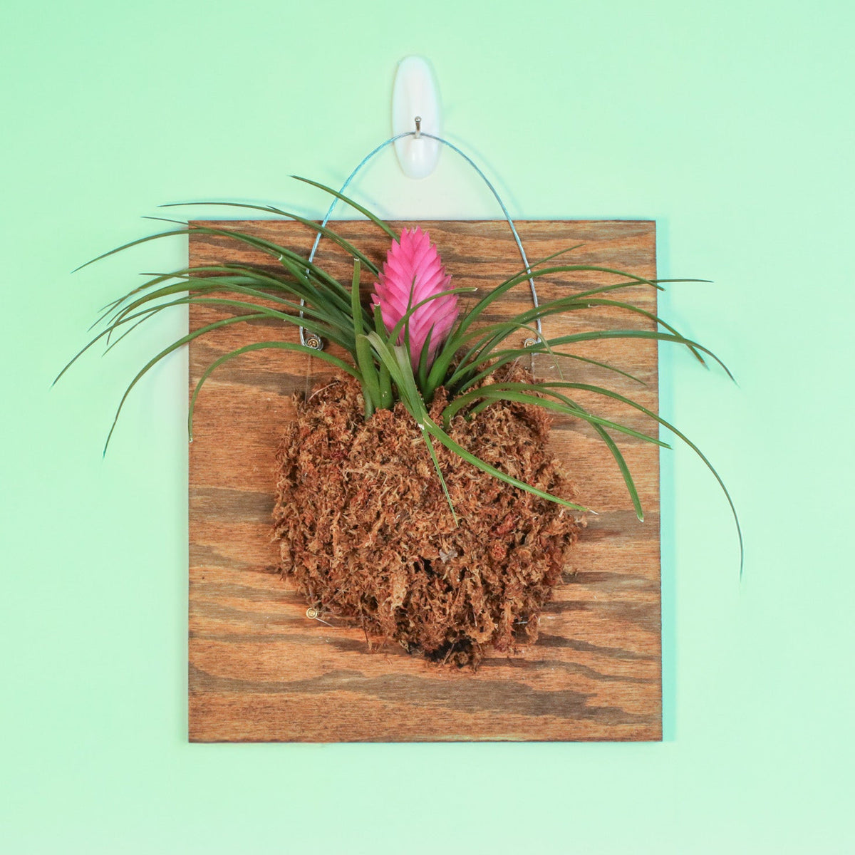 Pink Quill Wall Mount