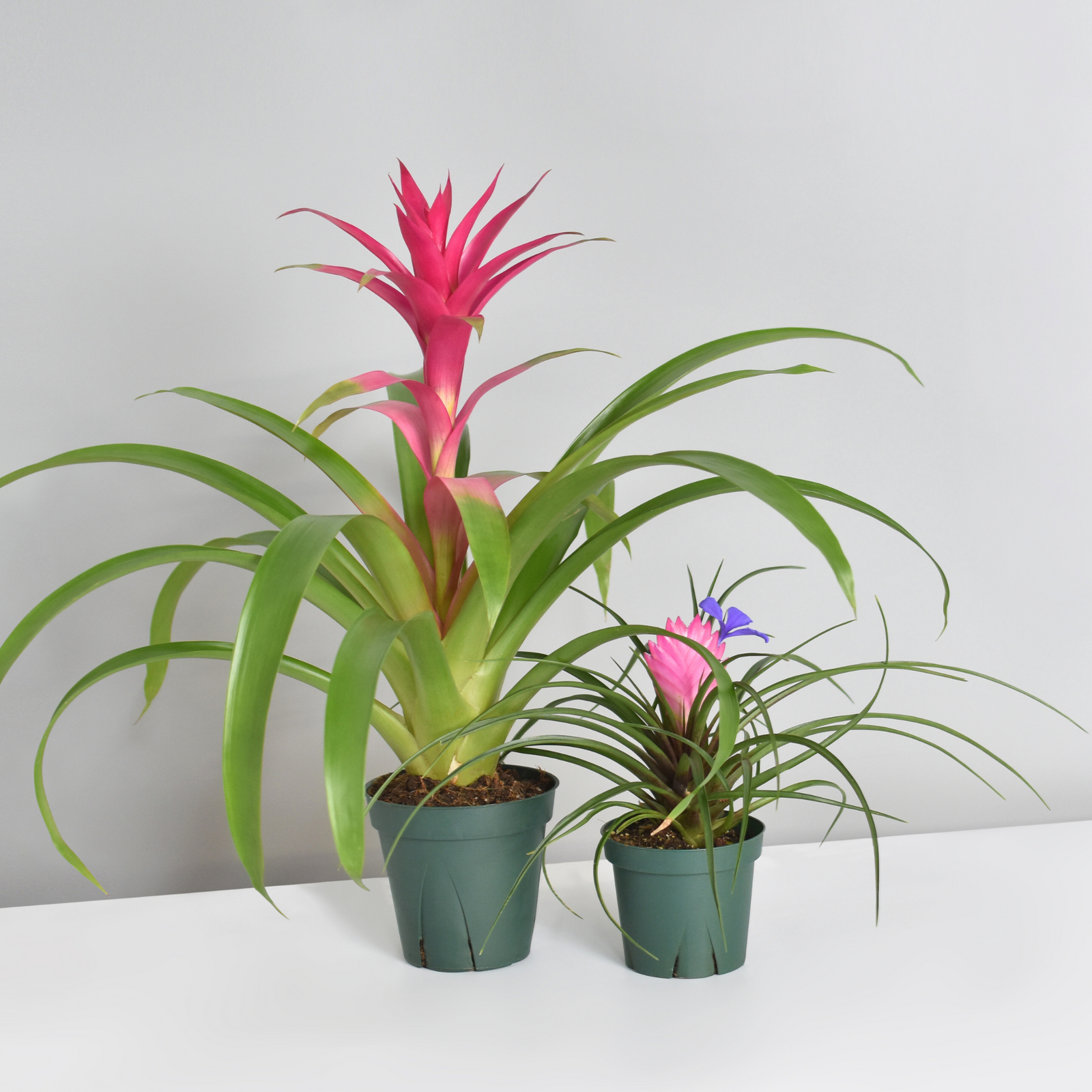 Guzmania 'Viola' & Tillsandsia 'Cyanea'