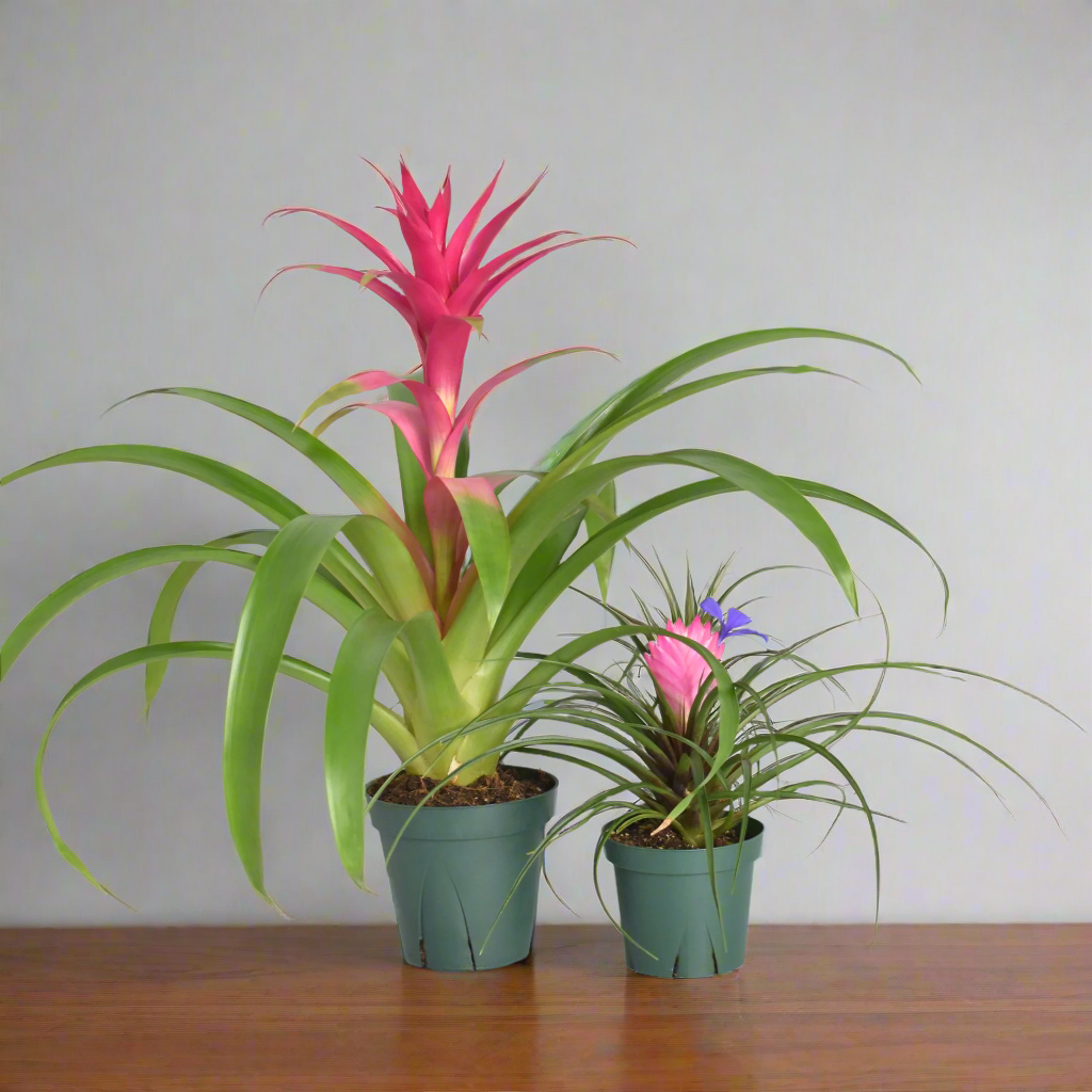 Guzmania &#39;Viola&#39; &amp; Tillsandsia &#39;Cyanea&#39;