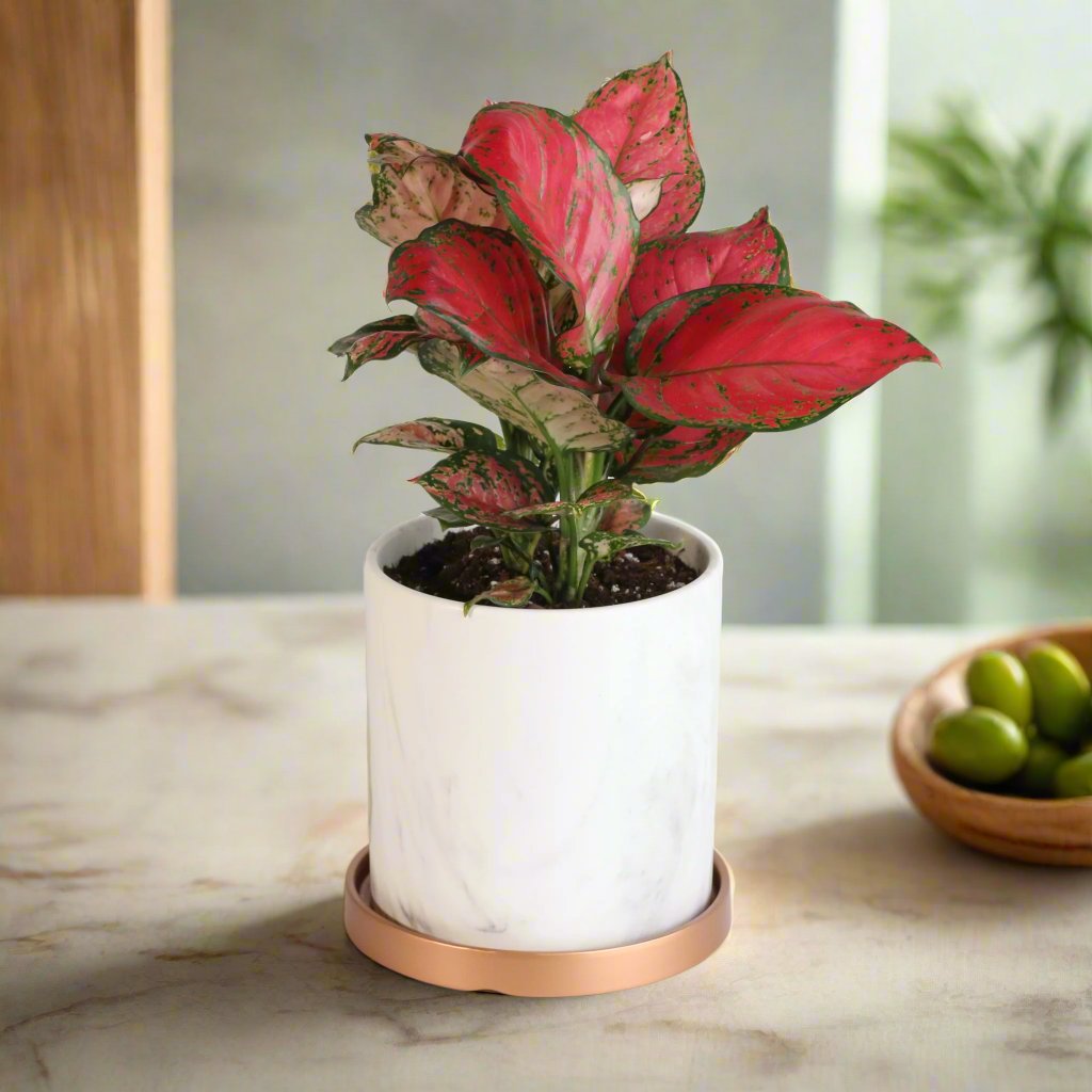 Aglaonema 'Wishes' Plant