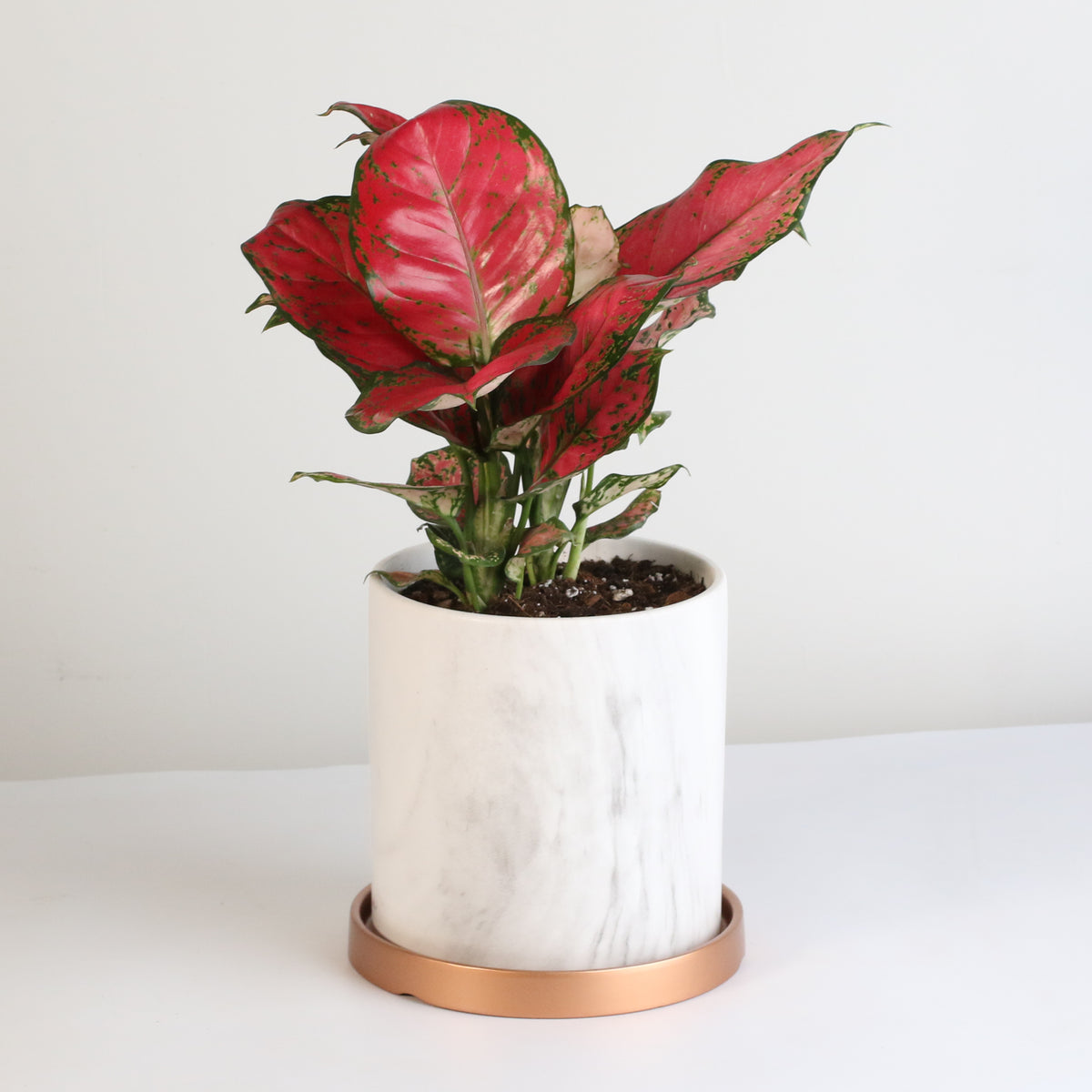 Aglaonema &#39;Wishes&#39; Pink Plant