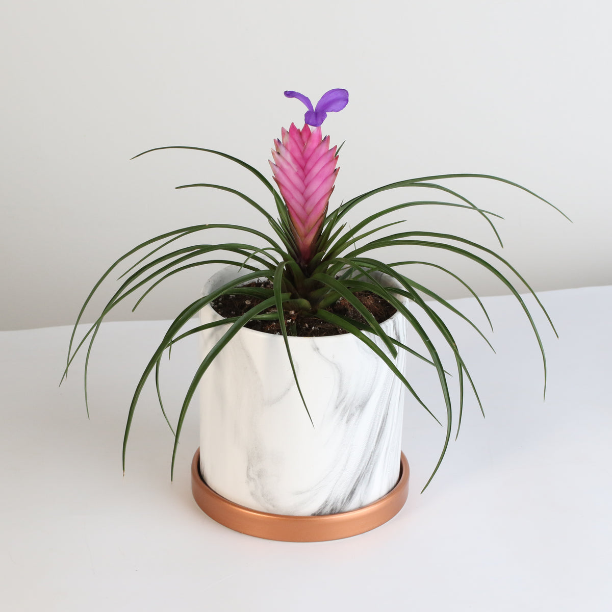 Pink Quill - Tillandsia &#39;Cyanea&#39;