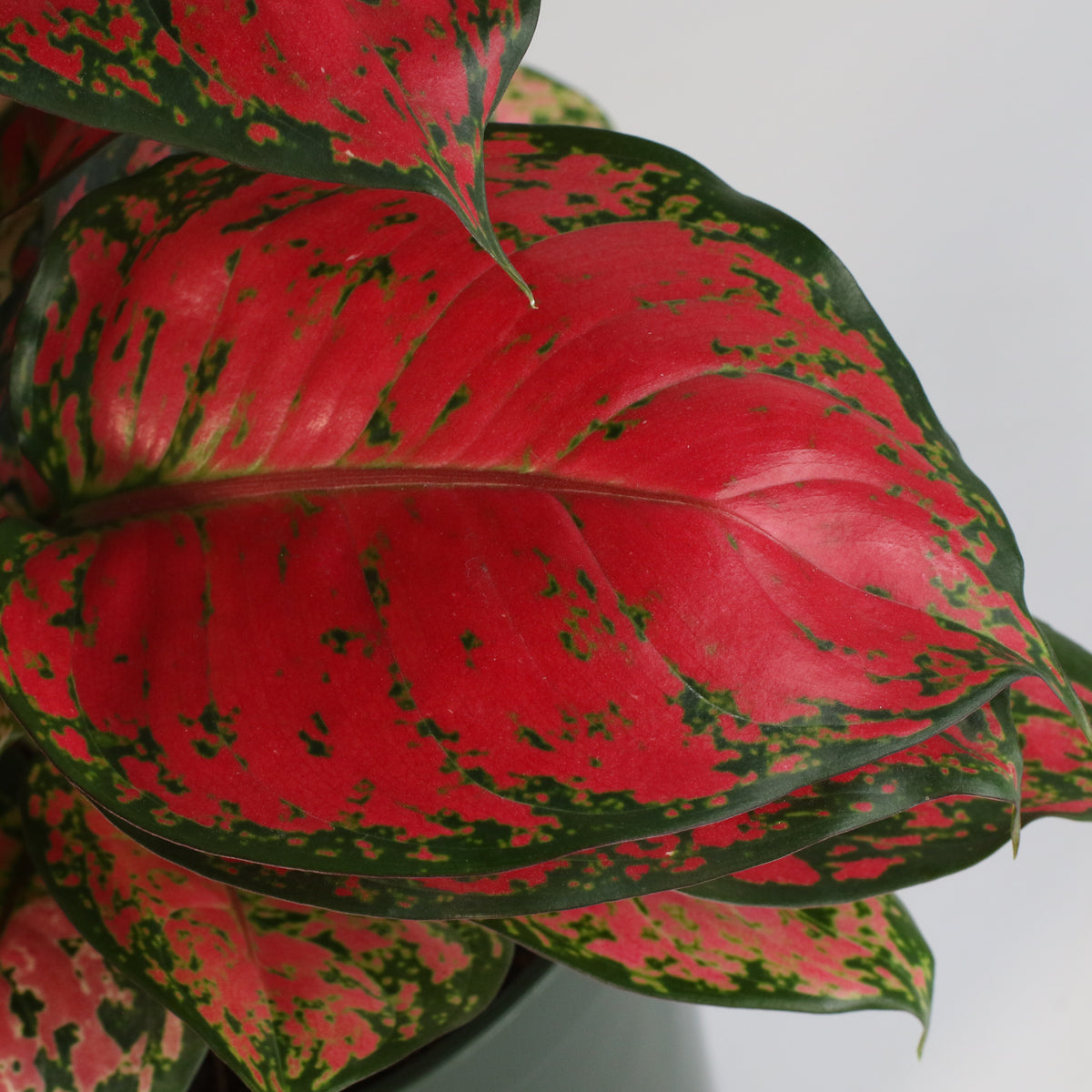 Aglaonema &#39;Wishes&#39; Pink Plant