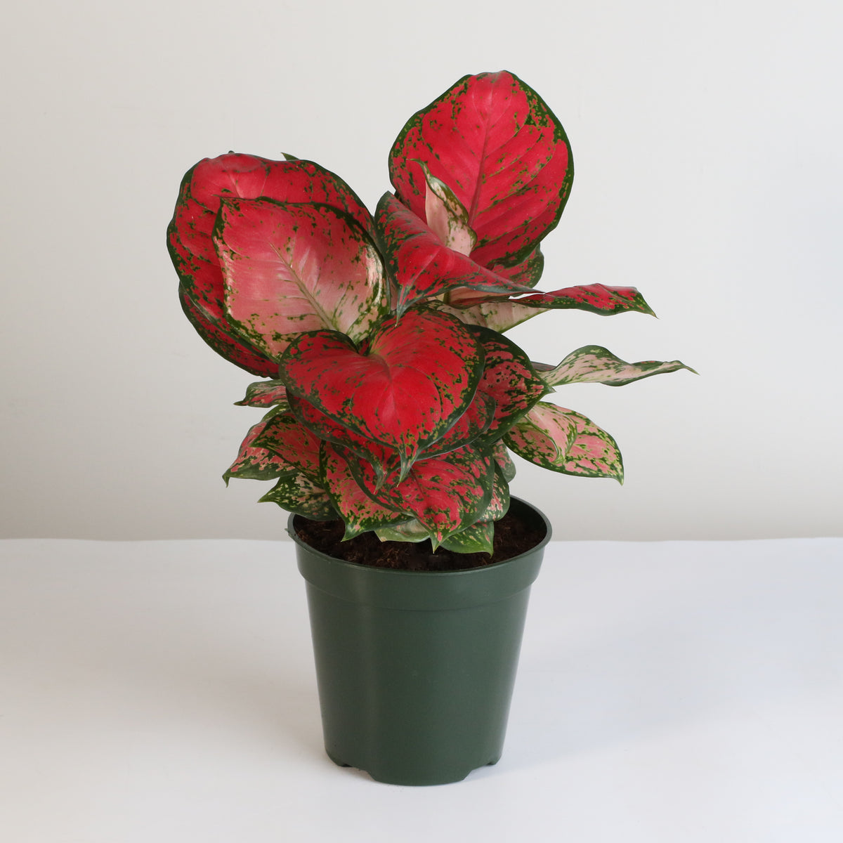 Aglaonema &#39;Wishes&#39; Pink Plant