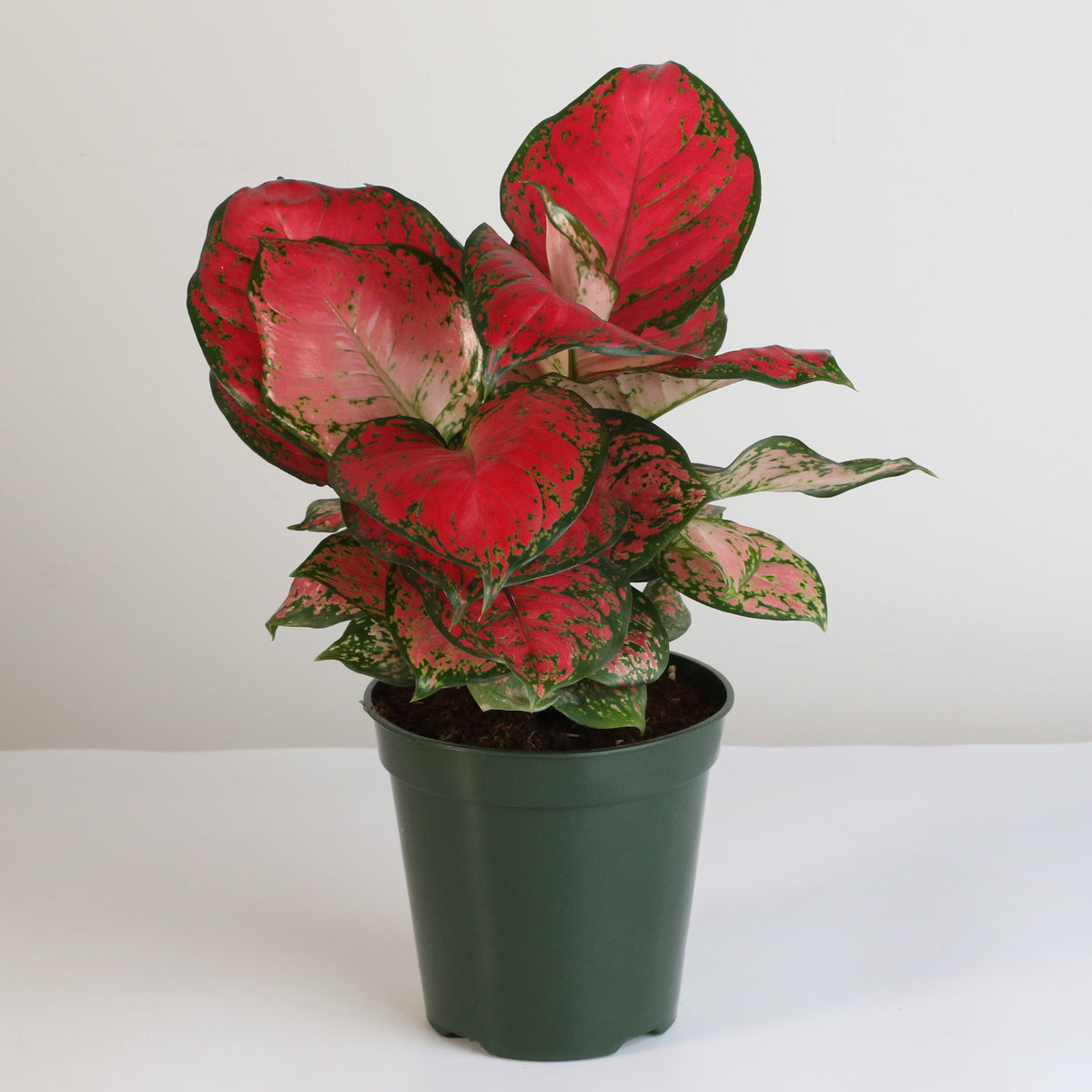 Aglaonema &#39;Wishes&#39; Pink Plant