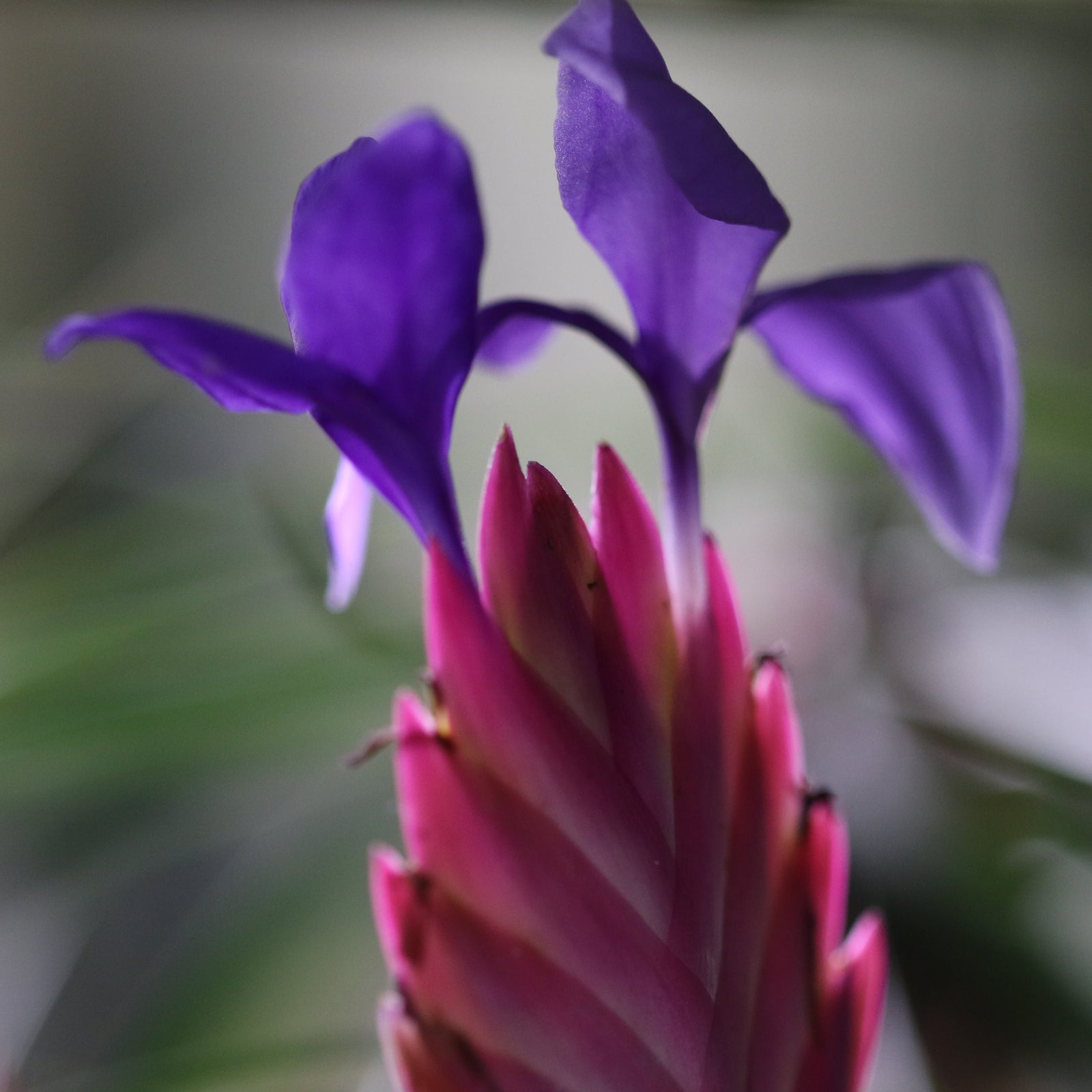 Pink Quill Airplant Tillandsia cyanea Verdant Lyfe