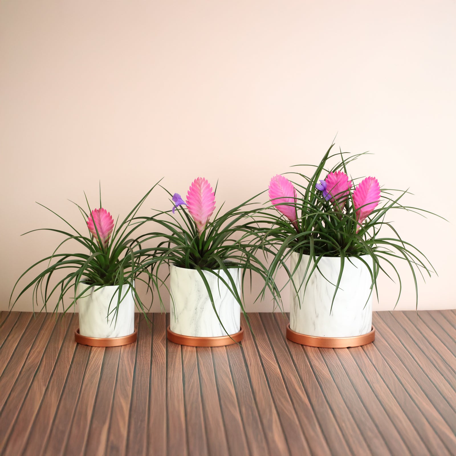 files/PinkQuill_in_3_Planters.jpg
