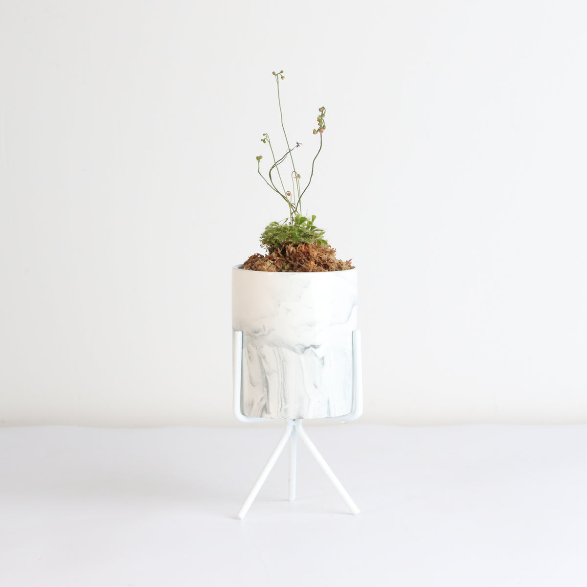 Pink Sundew Drosera capillaris Carnivorous Plant

