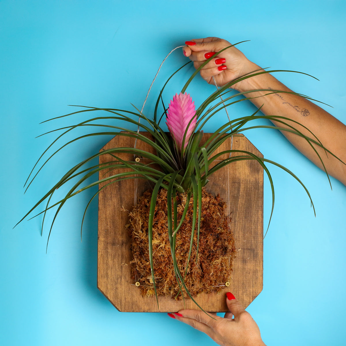 Pink Quill - Tillandsia &#39;Cyanea&#39;