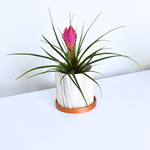 Pink Quill Airplant