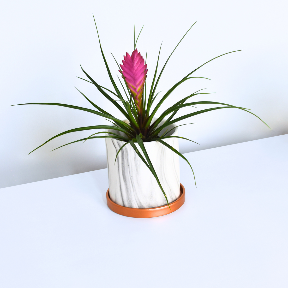 Pink Quill - Tillandsia &#39;Cyanea&#39;