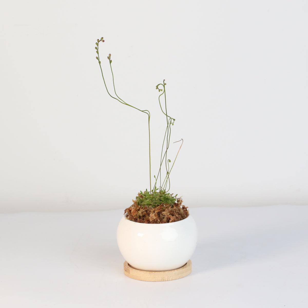 Pink Sundew Drosera capillaris Carnivorous Plant
