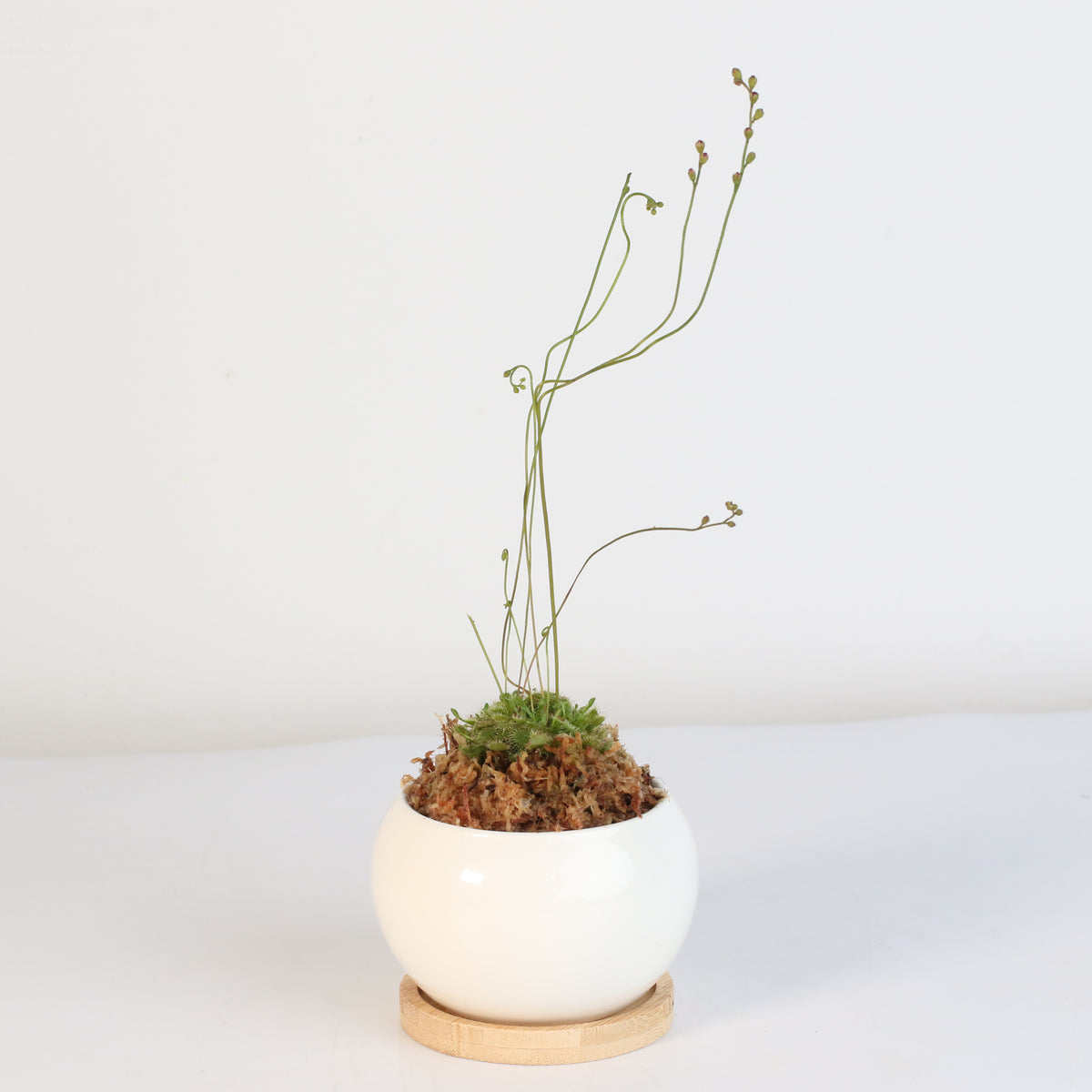 Pink Sundew Drosera capillaris Carnivorous Plant
