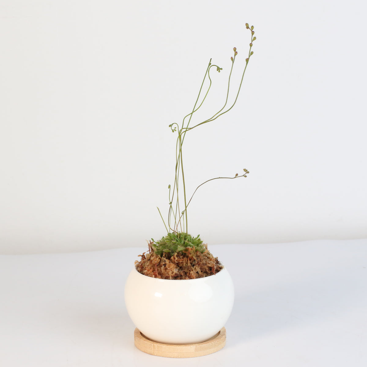 Pink Sundew Drosera capillaris Carnivorous Plant
