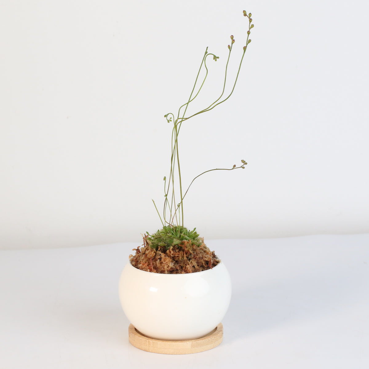 Pink Sundew Drosera capillaris Carnivorous Plant
