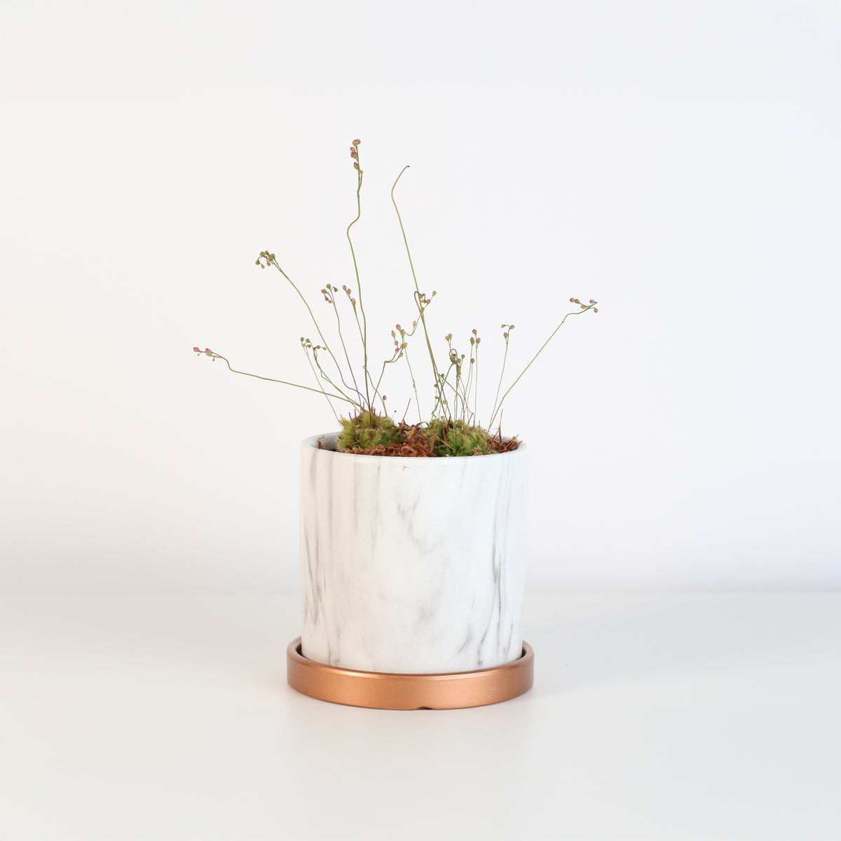 Pink Sundew in Daphne Ceramic 4.5&quot; Planter.
