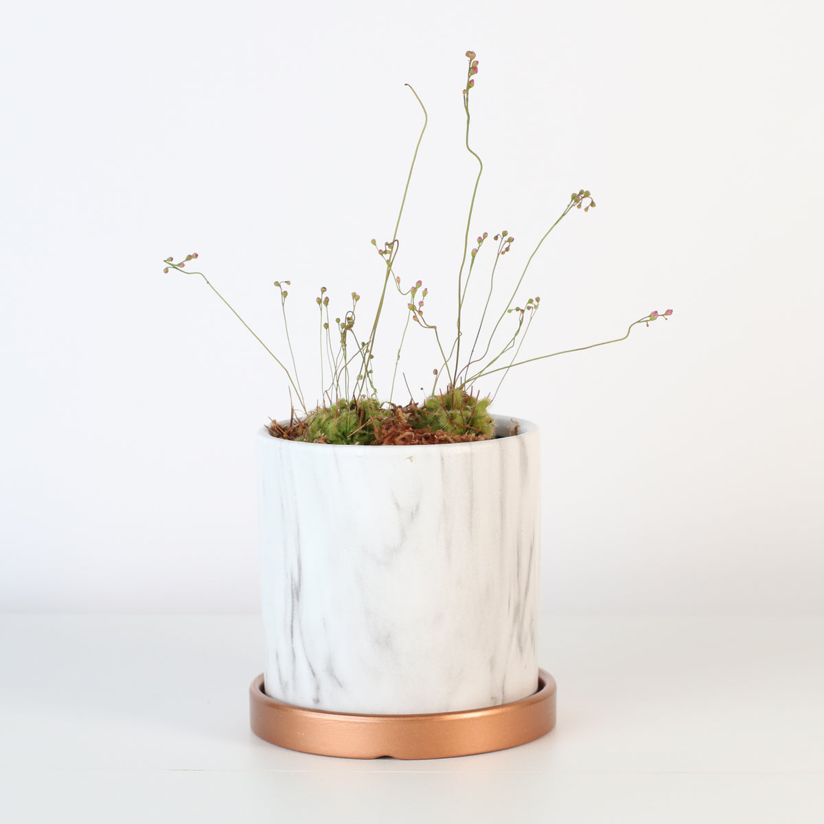 Pink Sundew in Daphne Ceramic 4.5&quot; Planter.