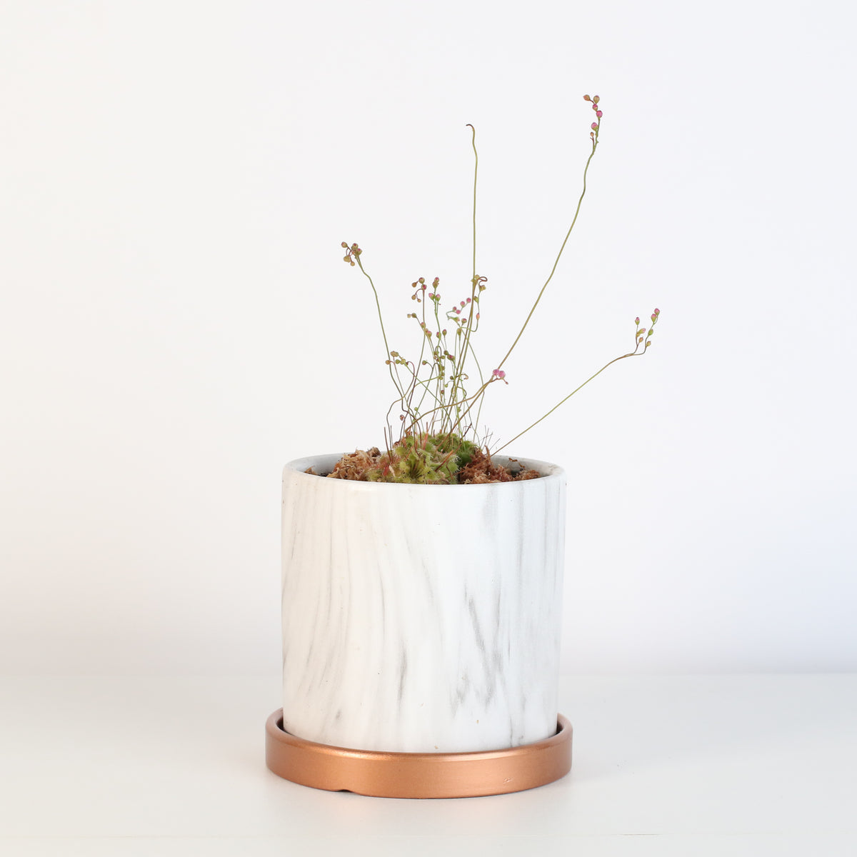 Pink Sundew in Daphne Ceramic 4.5&quot; Planter.