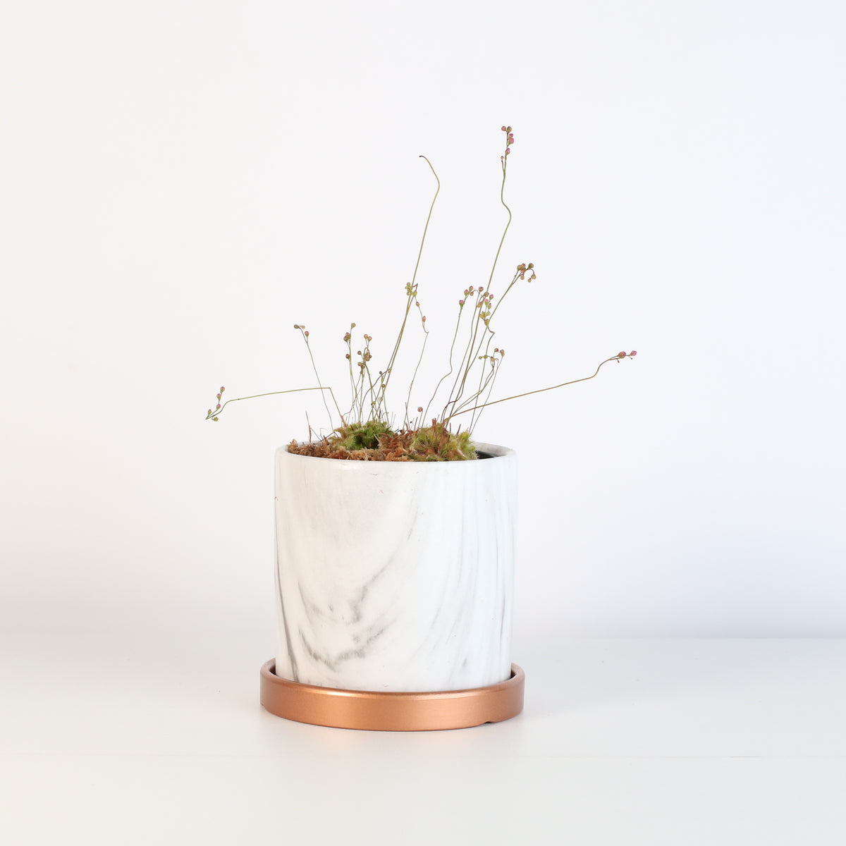 Pink Sundew in Daphne Ceramic 4.5&quot; Planter.