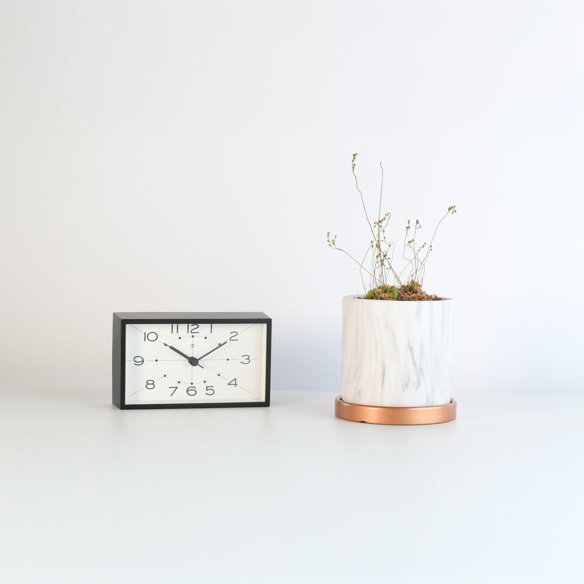 Pink Sundew in Daphne Ceramic 4.5&quot; Planter next to clock.