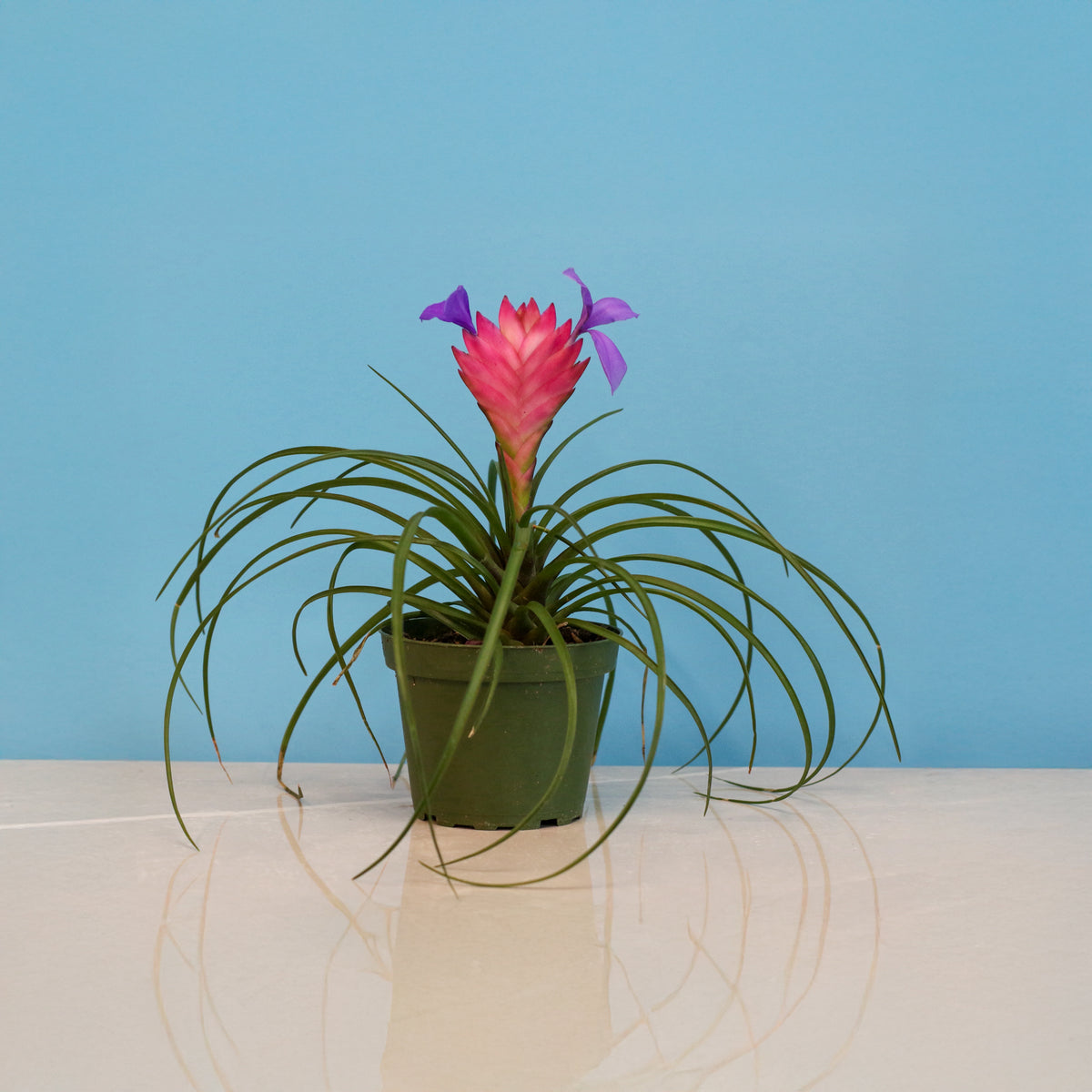 Pink Quill - Tillandsia &#39;Cyanea&#39;