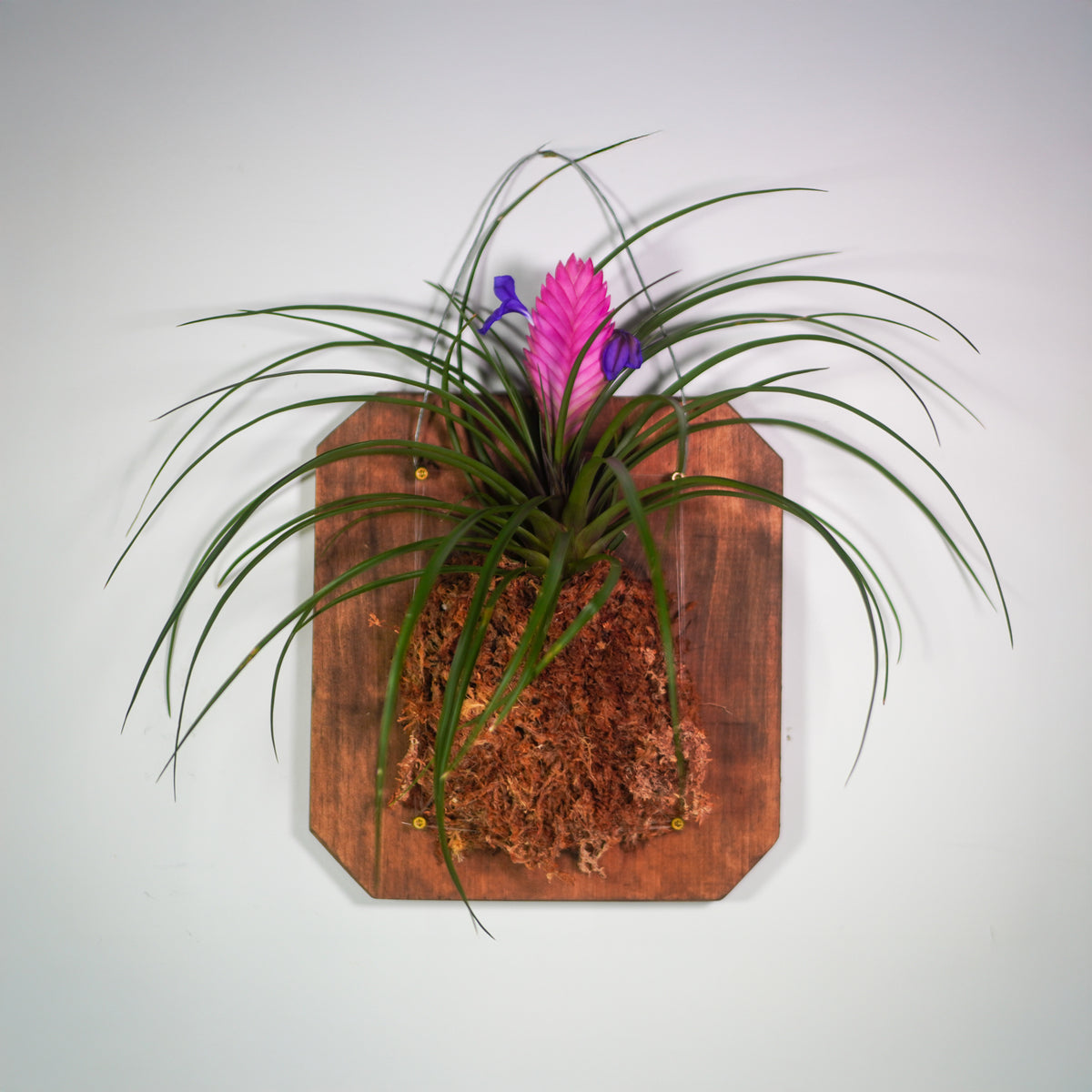 Pink Quill - Tillandsia &#39;Cyanea&#39;