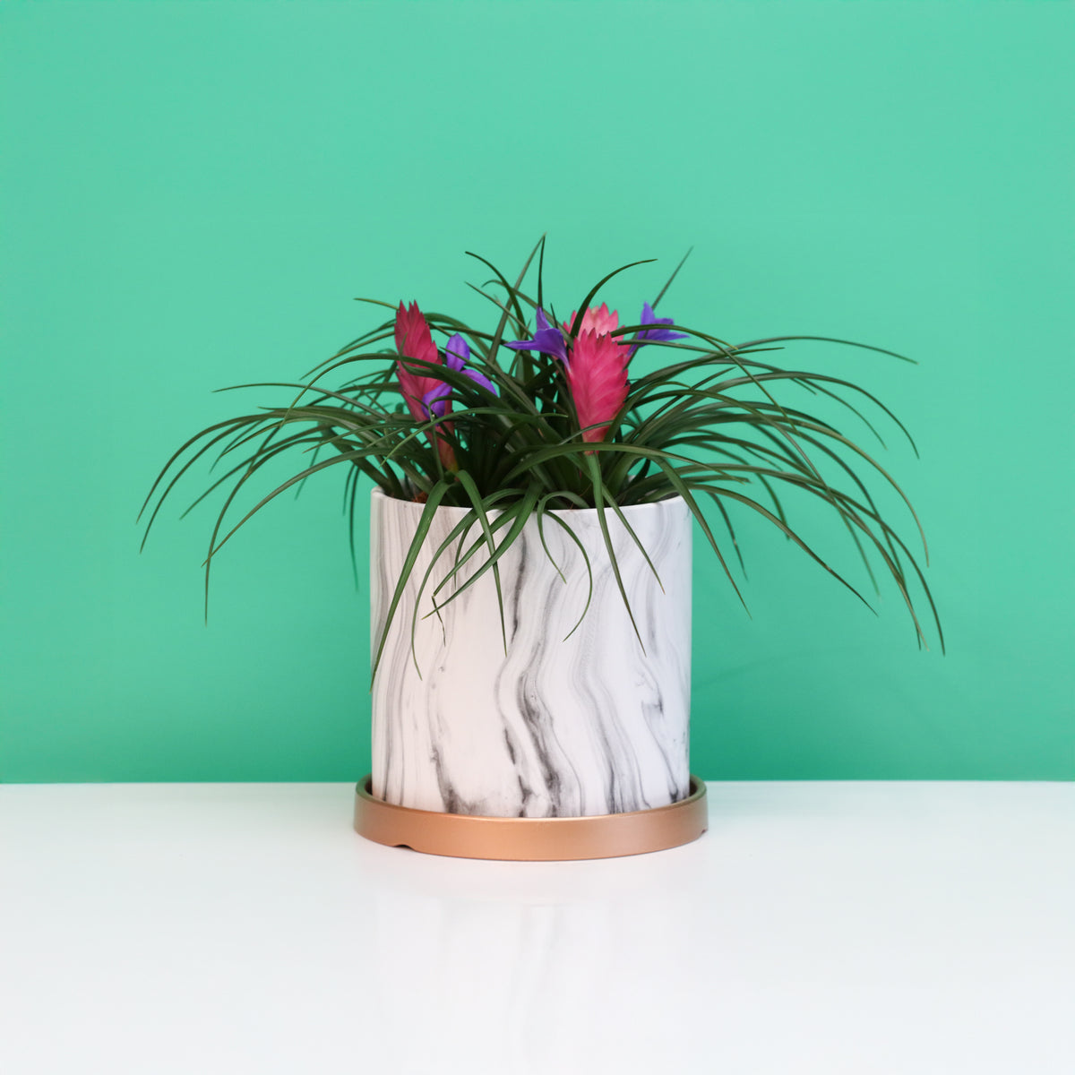 Pink Quill - Tillandsia &#39;Cyanea&#39;