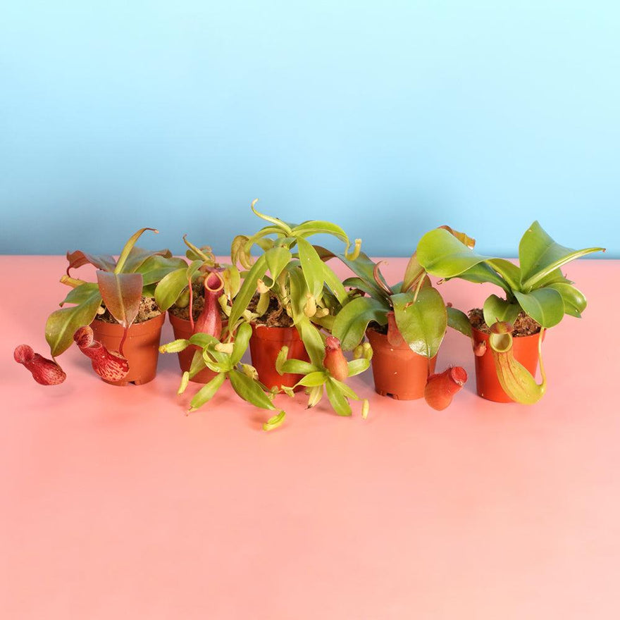 Carnivorous Plant Bundle