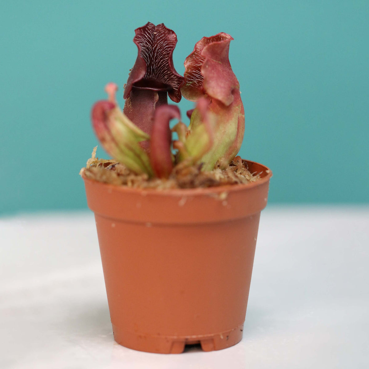 Sarracenia Purpurea &#39;Venosa Red&#39; Carnivorous Plant